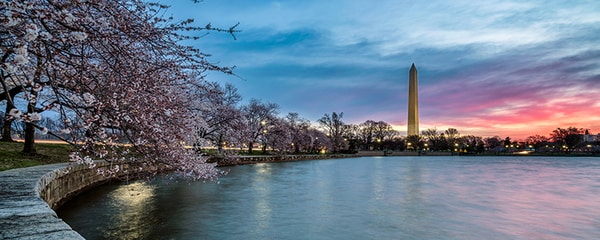 Paisaje de Tidal Basin y el fenómeno de cerezos en flor en Washington, D.C.